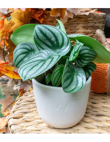 Peperomia Watermelon