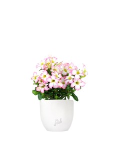 Rosa del deserto rosa