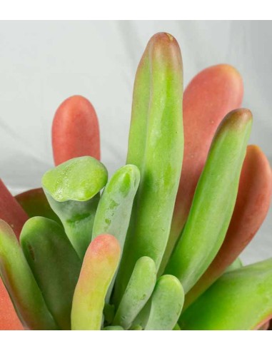 Kalanchoe oricola