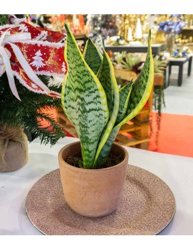 Sansevieria Trifasciata