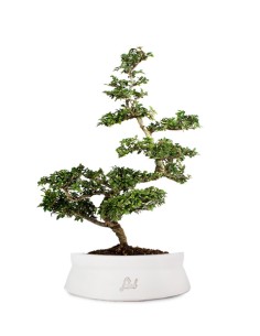 Zelkova Bonsai Impalcato 2