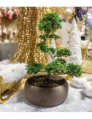 Zelkova Bonsai Impalcato