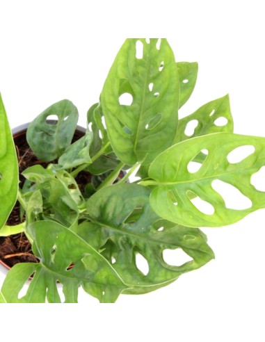 Filodendro “Monkey mask”