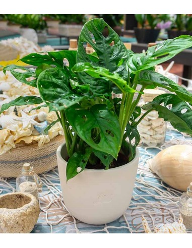 Filodendro “Monkey mask”