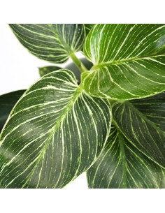 Philodendron Birkin 2