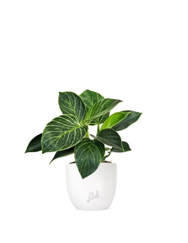 Philodendron Birkin