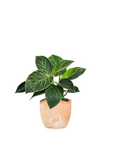 Philodendron Birkin