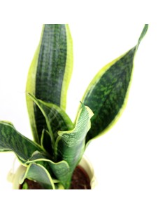 Sansevieria Trifasciata 2