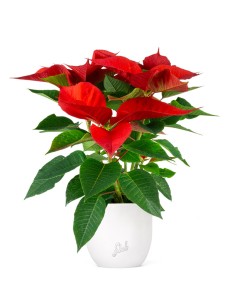 Stella di Natale | Poinsettia 