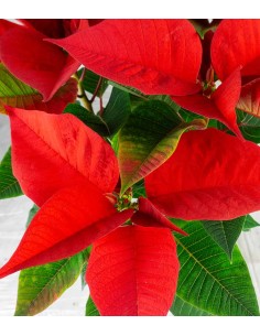 Stella di Natale | Poinsettia  2