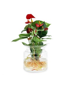 Anthurium Rosso Idroponica