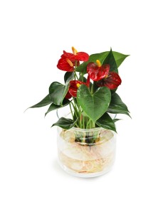 Anthurium Red Champion in... 2