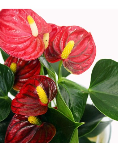 Anthurium Red Champion in idroponica