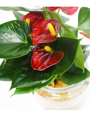 Anthurium Rosso Idroponica
