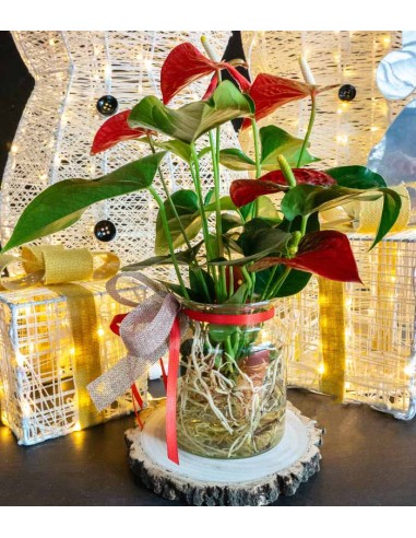 Anthurium Rosso Idroponica