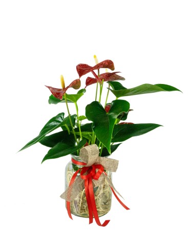 Anthurium Red Champion in idroponica