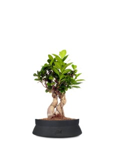 Ficus Ginseng S