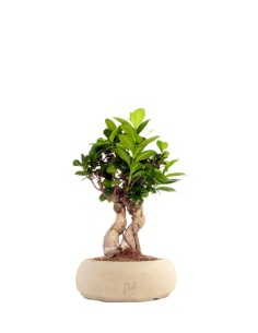 Ficus Ginseng S 2