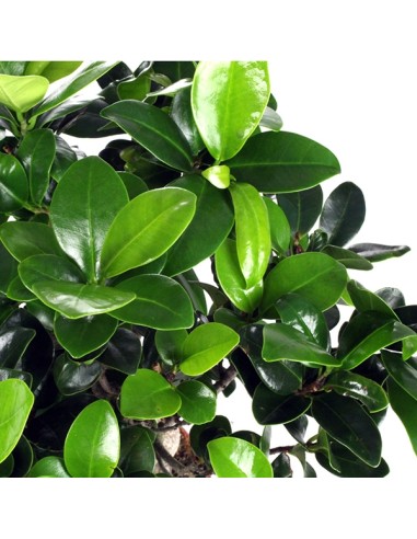 Ficus Ginseng S