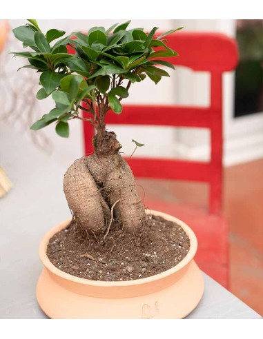 Ficus Ginseng S