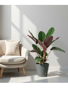 Calathea Sanderiana | 80 cm