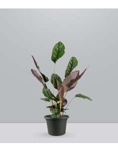 Calathea Sanderiana | 80 cm 2