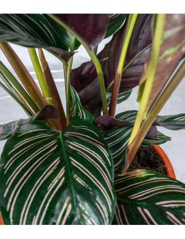 Calathea Sanderiana | 80 cm