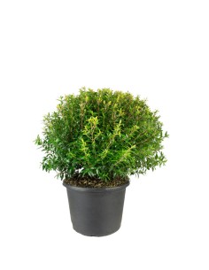 Mirto a cespuglio in vaso