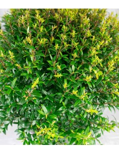 Mirto a cespuglio in vaso 2