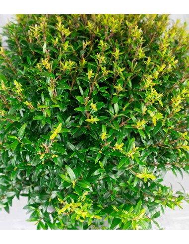 Mirto a cespuglio in vaso