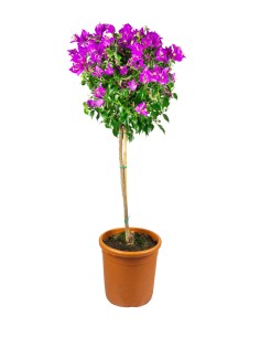 Bougainvillea Alberello |...