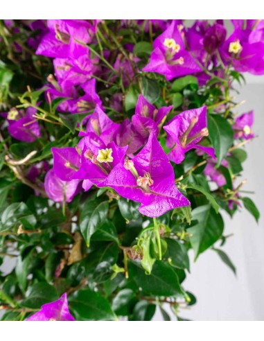 Bougainvillea Alberello | 110 cm