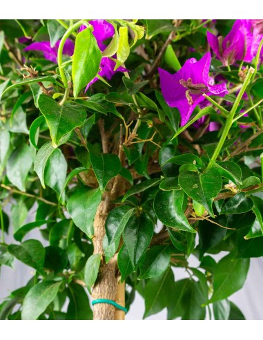 Bougainvillea Alberello | 110 cm