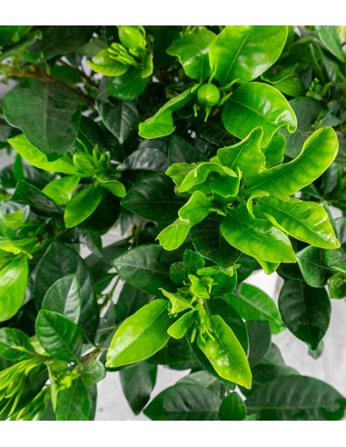 Gardenia