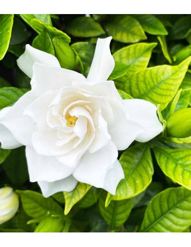 Gardenia