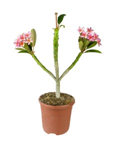 Plumeria o Frangipani