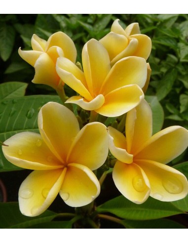Plumeria o Frangipani