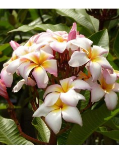 Plumeria o Frangipani 2