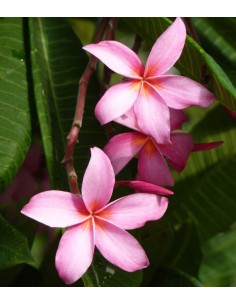 Plumeria o Frangipani 2