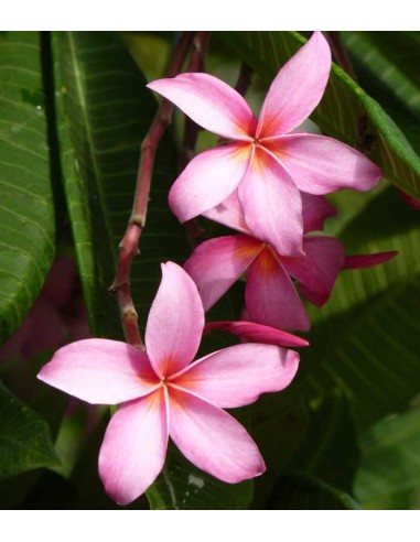 Plumeria o Frangipani