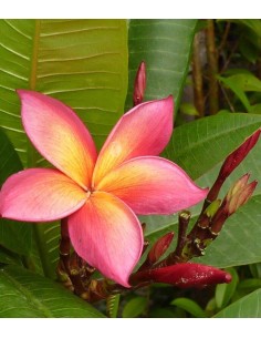 Plumeria o Frangipani 2