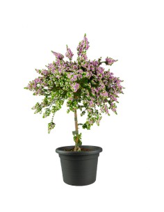 Thryptomene saxicola