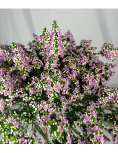 Thryptomene saxicola 2