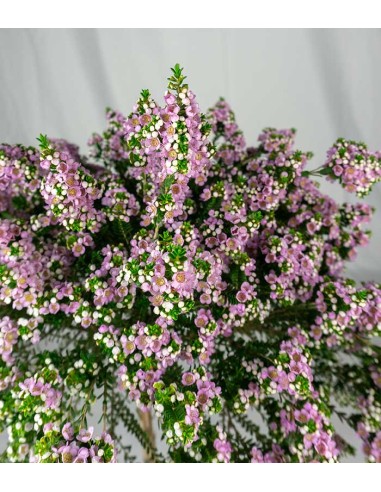 Thryptomene saxicola