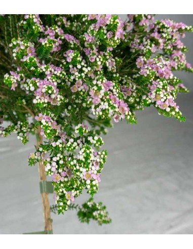 Thryptomene saxicola