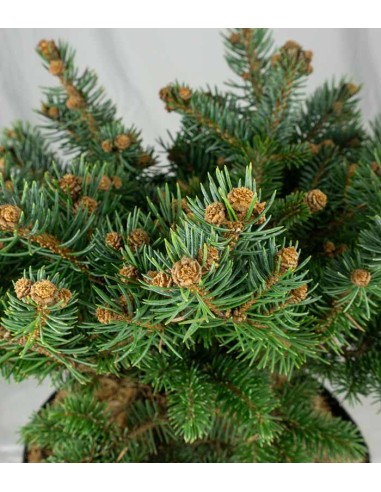 Picea Pungens – Abete del Colorado 45...