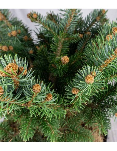 Picea Pungens – Abete del Colorado 45...