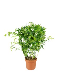 Hoya Bella – Pianta...