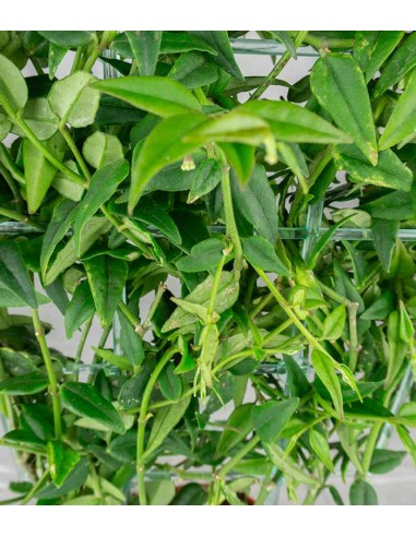 Hoya Bella – Pianta Elegante |...