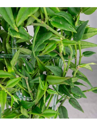 Hoya Bella – Pianta Elegante |...